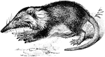 "An insectivorous mammal peculiar to Hayti, the type-member of the genus Solenodon and of the family Solendontid&aelig;."-Whitney, 1902