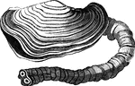 "The <em>Panopaea Australis</em> is a large analogous species, found at Port Natal, on the coast of Africa. It buries itself several feet deep i nthe sand. In general form it resembles the long clam, but its siphon projects farther from the shell." &mdash; Goodrich, 1859