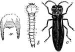"Agrilus ruficollis. a, anal end of body of larva; b, larva; c, beetle. (The vertical lines show natural sizes.)"-Whitney, 1902