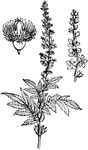 "Agrimony (Agrimonia Eupatoria) showing branch, flowering spray, and fruit."-Whitney, 1902