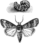 "W-Marked Cutworm and Greasy Cutworm Moth."-Whitney, 1902