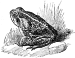 "Agua-Toad (Bufo marinus), a very large and common South American toad, with enormous parotid glands."-Whitney, 1902