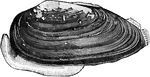 "The <em>unio pictorium</em> is common in Europe, and derived its name from the fact that its shell was formerly used by painters to hold their colors." &mdash; Goodrich, 1859