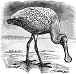 "Roseate Spoonbill-a large grallatorial bird of the genus Platalea, family Plataledid&aelig;, related to the ibis."-Whitney, 1902