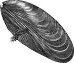 "Though inferior to the oyster, immense quantities of the Common Mussel, <em>Mytilus edulis</em>, are eaten in Europe." &mdash; Goodrich, 1859