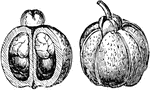 "&hellip;a fleshy fruit containing several large jet-black seeds partly embedded in a white spongy aril.."-Whitney, 1902
