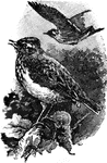 "Alauda- a genus of birds, typical of the family Alaudid&aelig;, or larks."-Whitney, 1902