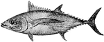 "Albacore or Tunny(Tuna)- a name given to several fishes of the tunny or mackeral kind, specifically to the germon or long-finned tunny."-Whitney, 1902