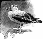 "Wandering Albatross. A web-footed sea-bird of the petrel family."-Whitney, 1902