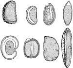 "Seeds cut vertically, showing their Embryos and Albumen."-Whitney, 1902