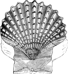 "Another species, St. James's cockle, <em>P. Jacobaeus</em>, having been adopted in the Middle Ages as the badge of St. James of Spain, became also the distinction of the pilgrims returning from the Holy Land." &mdash; Goodrich, 1859