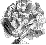 "The compound ascidians, or <em>Botryllidae</em>, are united togetyher by the coalescence of of their mantles, so as to form a leathery or gelatinous mass, ususally attached to stones or sea-weed; in this the seperate animals are imbedded round a common canal, many of them being adorned with beautiful colors, and these masses are of an almost infinte variety of forms." &mdash; Goodrich, 1859