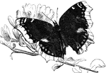 "A mourning-cloak butterfly near a branch." &mdash; Goodrich, 1859