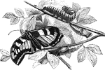 "Butterfly, Grub or Caterpillar, and Pupa or Chrysalis" &mdash; Goodrich, 1859