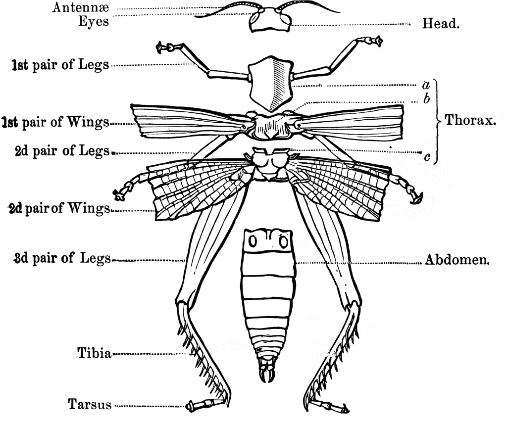 Наружный скелет насекомого. Скелет насекомых. Внешний скелет насекомых. Строение скелета насекомых. У насекомых есть скелет.