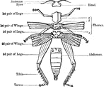 "Anatomy of the external skeleton of an insect" &mdash; Goodrich, 1859