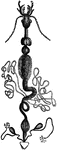 "a, head, antennae, &c; b, pharynx; c, crop; d, gizzard; e, chyle-forming stomach; f, biliary vessels; g, small intestine; h, secreting organs" &mdash; Goodrich, 1859