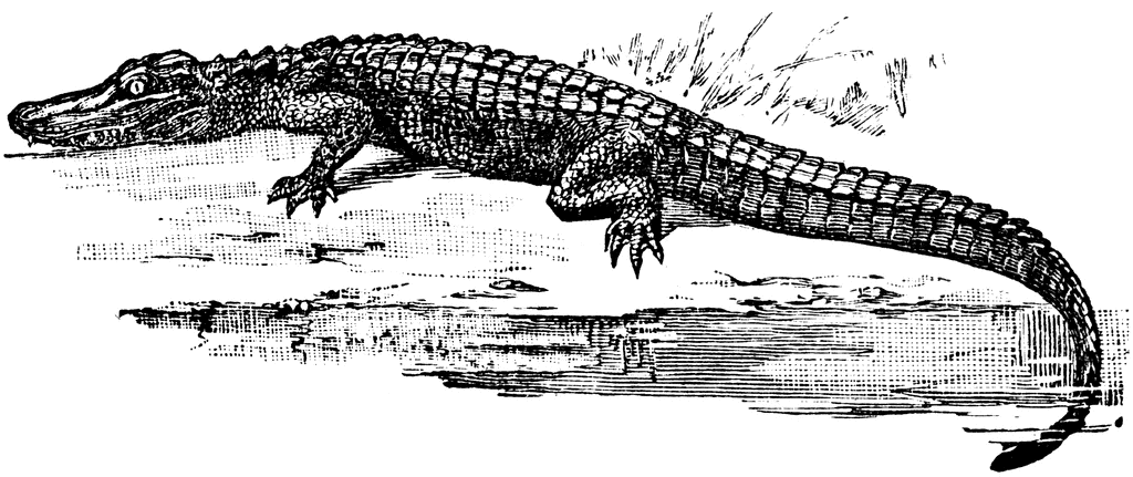 crocodile clip art black and white