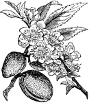"A species of Prunus, P. communis, producing the common almond."-Whitney, 1902