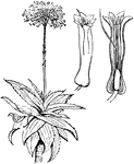 "Aloe Vulgaris, with flower entire and cut longitudinally."-Whitney, 1902