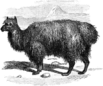 "A mammal, a native of the Andes, especially of the mountains of Chili and Peru."-Whitney, 1902