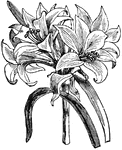 "Of genus Amaryllis- A genus of bulbous plants, natural order amaryllidac&aelig;, with large, bright colored, lily-shaped flowers upon a stout scape."-Whitney, 1902