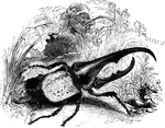 "The hercules beetle is a native of Brazil, sometimes attaining a length of five inches." — Goodrich, 1859