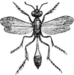 "Long Bodied fossorial aculeate hymenopterous insects, commonly called sand-wasps."-Whitney, 1902