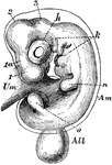 "The innermost one of the membranes which envelop the embryo of the higher vertebrates,as mammals, birds, and reptile." -Whitney, 1902