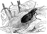 "The Blue Carabus, <em>C. cyaneus</em>, is an inch and a quarter long, the body oval, flat, and above of a brilliant blue." &mdash; Goodrich, 1859