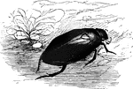 "One of the largest European beetles, the Brown Hydrophile, <em>Hydrous piceus</em>, which is common in ponds in some localities, belongs to [the philhydrida]." &mdash; Goodrich, 1859