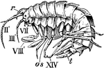 "A genus of amphipodous edriophthalmous crustaceans, of the family Corophiid&aelig;."-Whitney, 1902