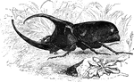 "Is nearly twice as long as the hercules beetle, its color being of a brilliant brown." &mdash; Goodrich, 1859