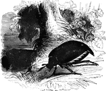 "In the common European Cock-Chafer, <em>Melolontha vulgaris</em>, they are of considerable length, especially the male, and fold up like the leaves of a fan. These insects fly well, but heavily, with a loud whirring noise; but they generally grawl slowly." &mdash; Goodrich, 1859