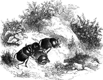 A species of dung beetle found in America.