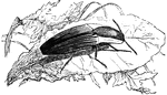 "The <em>Elater striatus</em> of Caenne, is an inch long, of a black color, and striped upon the back." &mdash; Goodrich, 1859