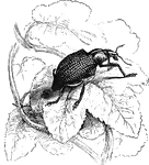 "Even among the small species several of great beauty are to be met with, and few insects can boast of greater beauty than the well-known Diamond-beetle of Brazil, <em>Curculio imperialis</em>". &mdash Goodrich, 1859