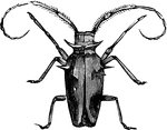 "The insects of this tribe, called <em>Capricorn Beetles</em> and distributed throughout most parts of the world, are generally distinguished by the great length of their entennae, these being usually considerably longer than the body." &mdash Goodrich, 1859