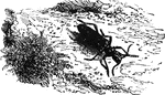 "The <em>Leptura Mordax</em>, or <em> Rhagium Mordax</em> of Europe, three-fourths of an inch long, bites severely when captured with the hand." &mdash Goodrich, 1859