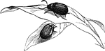 "The <em>Galeruca rustica</em> is a common European species, called <em>Garden louse</em>.
