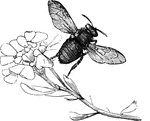 "The working bee, for collecting wax, enters a flower, the stamens of which are loaded with pollen. This dust attaches itself to the brush-like hairs covering the body of the bee, when, by rubbing itself with the brushes with which the tarsi are furnished, the insect collects it into little parcels, which it places on small palettes, hollowed out on the surface of its hund limbs." &mdash Goodrich, 1859
