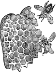 "The hexagonal cells for the honey are build upon precisely that mathematical angle which affords the greatest amount of strength with the least waste of material." &mdash Goodrich, 1859