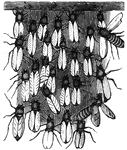 "The secretion of wax, it would appear, goes on best when the bees are in a state of repose, and the wax-workers accordingly suspend themselves in the interioir of the hive in an extended cluster like a curtain, which is composed of a series of intertwined festoons or garlands crossing each other in all directions - the uppermost bee maintaining its position by laying hold of the roof by its fore-legs, and the suceeding one by laying hold of the hind-legs of the first, and so on." &mdash Goodrich, 1859