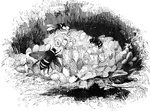 "The <em>Humble-bees</em>, or as they are often called in this country, the <em>Bumble-bees</em> are of many species, but they all resemble the common honey-bee in their habits." &mdash Goodrich, 1859