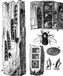 "A, B, C, tunnelings of the carpenter bee; E, the carpenter bee; D, a partition; F, teeth, magnified" &mdash; Goodrich, 1859