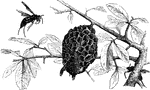 "The Hornets resemble the Wasps in their habits, but but they are noted for their spitefulness and the acute pain inflicted by their stings. There are many species, some building a nest of paper-like materials, and attaching it to the limb of a tree, as is customary with certain European species." &mdash; Goodrich, 1859