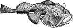 "The fish Lophius piscatorius, the typical representative of the family Lophiid&aelig;."-Whitney, 1902