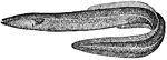 "Common Eel (Anguilla vulgaris)."-Whitney, 1902