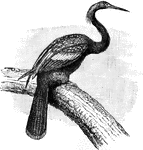 "American Snake-Bird (Anhinga)"-Whitney, 1902