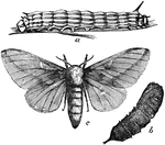 "A genus of moths, family Bombycid&aelig;, established by Hubner in 1816."-Whitney, 1902
